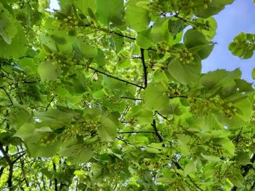 Silberweide im Hochsommer