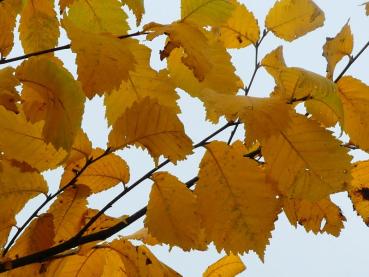 Ulmus laevis - Flatterulme Ulmus laevis in Herbstfärbung