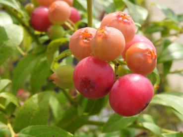 Die Kultur-Heidelbeere Pink Lemonade mit rosa Früchten