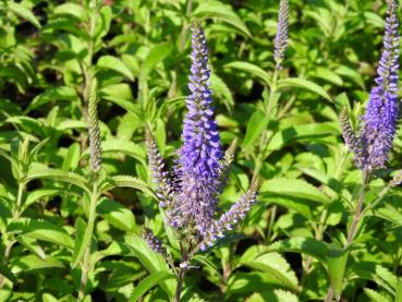 .Veronica longifolia Blauriesin