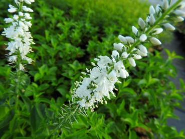 Strandveronika Schneeriesin, Veronica longifolia Schneeriesin