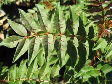 Koreanskt pepparträd, sichuanpeppar - Zanthoxylum schinifolium