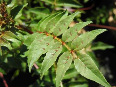 Zanthoxylum schinifolium