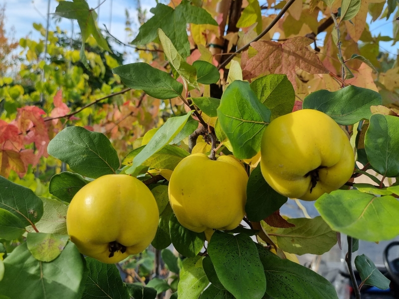 Baumschule Eggert - Blütensträucher, Baumschulen, in unserem - Heckenpflanzen günstig hier gibt Apfelquitte Konstantinopeler Online-Shop! es