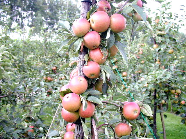 Baumschule Eggert - Blütensträucher, Baumschule von Apfel direkt Orange Cox bestellen! Renette, Heckenpflanzen der Baumschulen, 