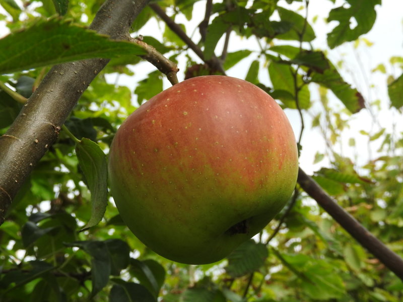 Baumschule Eggert Online-Shop in Baumschulen, bestellen! Gravensteiner, - günstig Apfel Heckenpflanzen Blütensträucher, unserem 