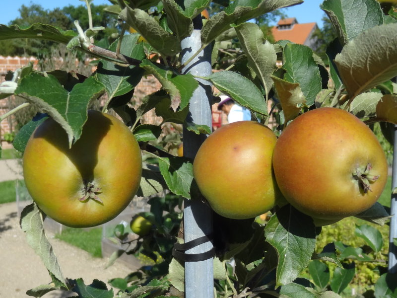Baumschule Eggert - Blütensträucher, Apfel unserem gibt günstig Cox, Holsteiner in Heckenpflanzen Online-Shop! es - hier Baumschulen