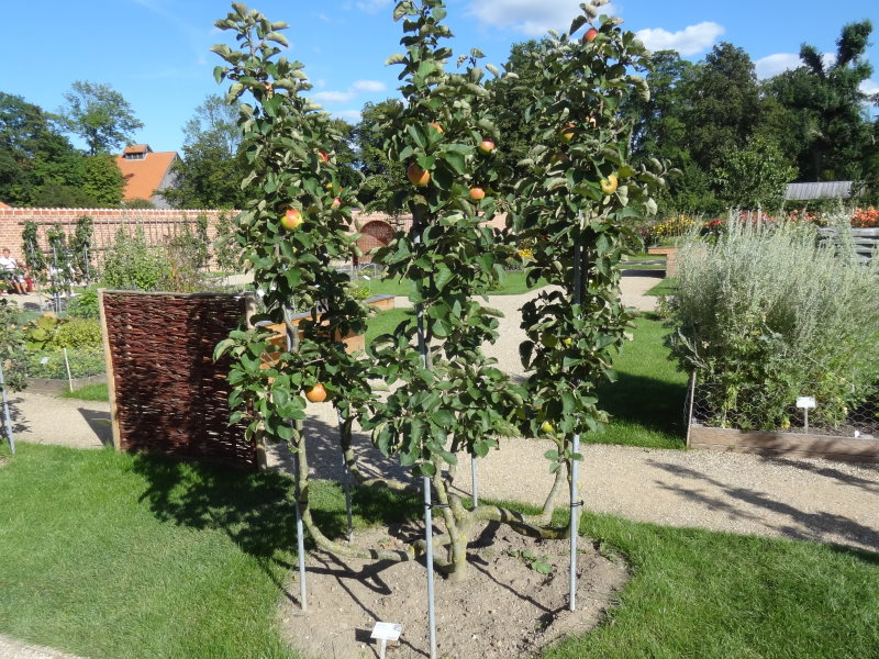 Baumschule Eggert in - es unserem gibt günstig Holsteiner Apfel Heckenpflanzen - Baumschulen, Cox, hier Online-Shop! Blütensträucher