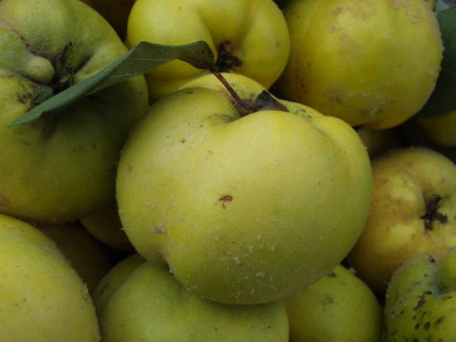 es Konstantinopeler - Blütensträucher, Apfelquitte gibt günstig hier - unserem Eggert Online-Shop! Baumschulen, in Heckenpflanzen Baumschule