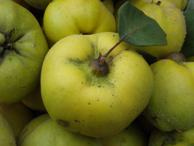 Apfelquitte Heckenpflanzen günstig - Eggert Baumschulen, Baumschule gibt es unserem Konstantinopeler Blütensträucher, in hier - Online-Shop!