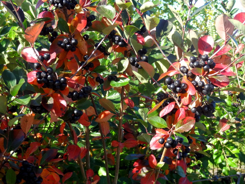 Baumschule Eggert - unserem Kultur-Apfelbeere Aronia prunifolia gibt Nero, - Heckenpflanzen in Online-Shop! günstig Blütensträucher, Nero, Schwarze es hier Baumschulen