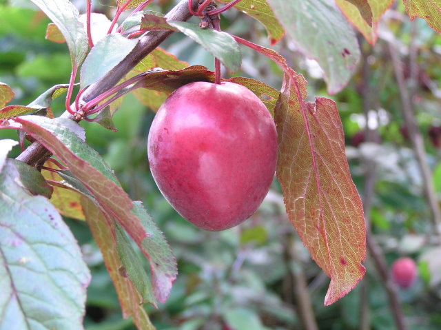 Baumschule Eggert Prunus Pflanzenhandel Hollywood Heckenpflanzen online kaufen! Großfrüchtige Baumschulen, - Blütensträucher, cerasifera - Blutpflaume, im