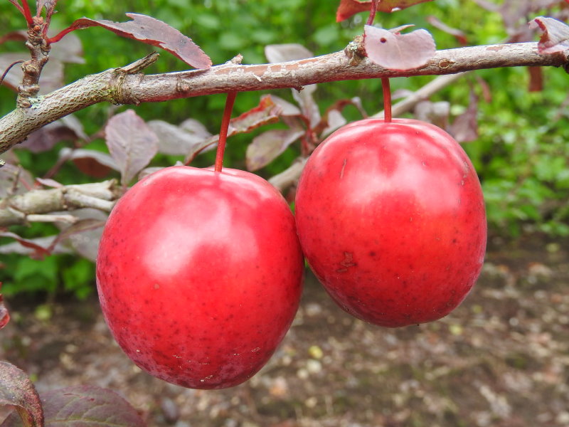 Baumschule Eggert - online Großfrüchtige im - Prunus Heckenpflanzen Hollywood Blütensträucher, cerasifera kaufen! Blutpflaume, Pflanzenhandel Baumschulen
