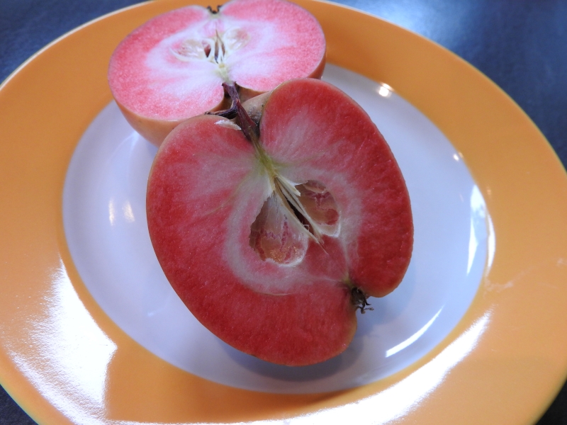 Mond Blütensträucher, Pflanzenversand Baumschule Heckenpflanzen Apfel Eggert bestellen! der - Roter vom direkt - Baumschule Baumschulen,