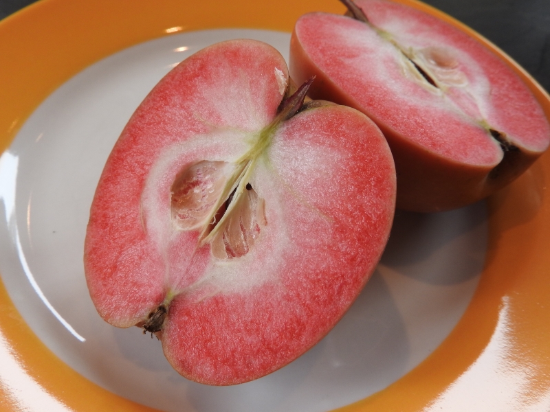 Baumschule Eggert - Blütensträucher, Baumschulen, - Heckenpflanzen bestellen! der direkt Apfel Roter Baumschule Mond vom Pflanzenversand