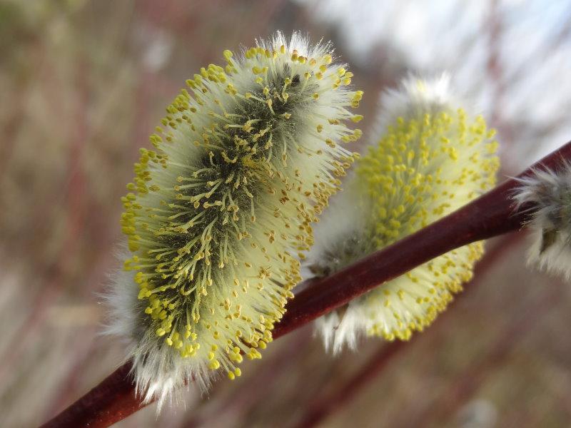 Die Pommersche Reifweide ist ein gutes Bienennährgewächs.