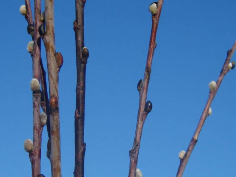 Trieb von Salix irrorata mit schwarzen Knospenschuppen