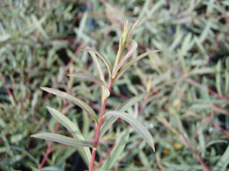 Salix purpurea Nancy Saunders