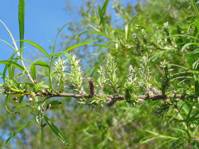 korgvide, bandpil, korgpil, Salix viminalis