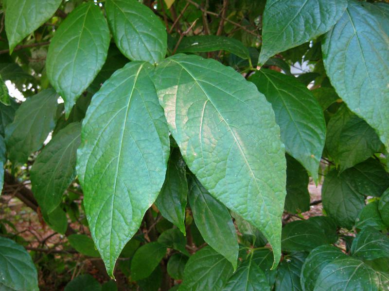 Wachsstrauch: Glänzende Blätter