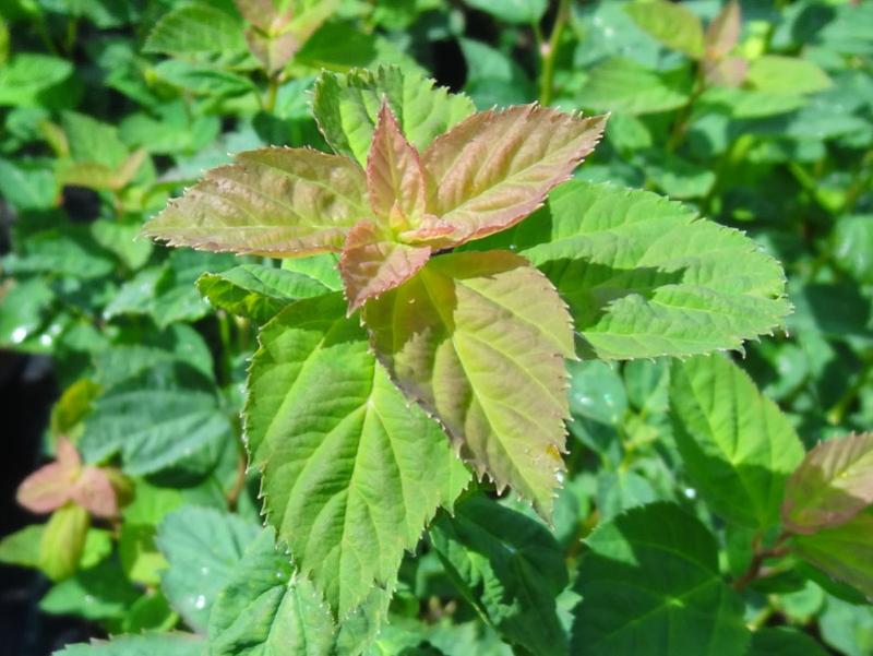 Spiraea chamaedryfolia, kvastspirea, Spiraea flexuosa