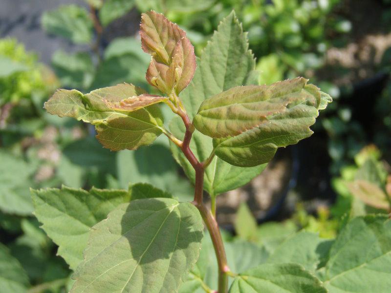 Spiraea chamaedryfolia, kvastspirea, Spiraea flexuosa