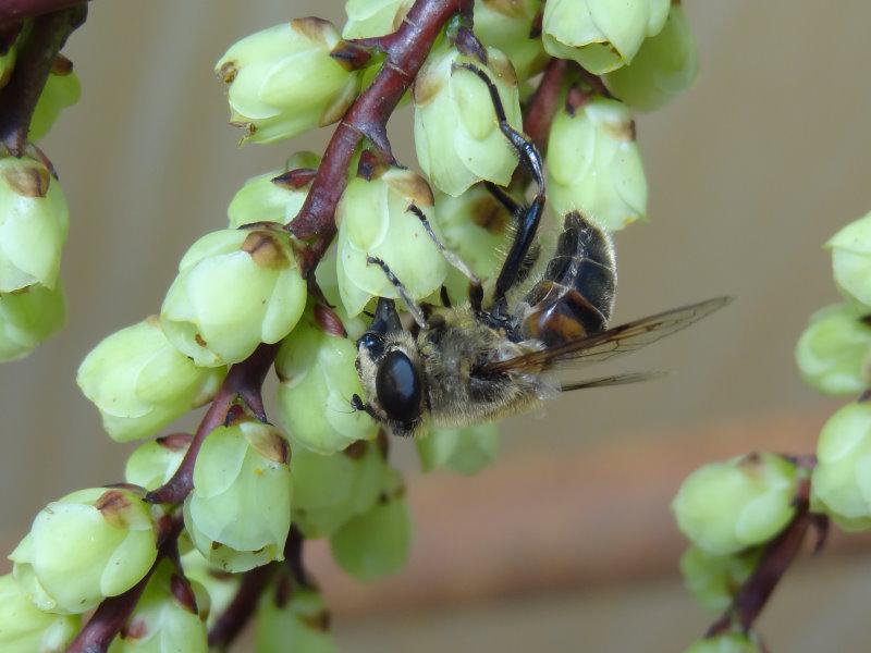 Der Perlschweif ist bei Bienen beliebt.