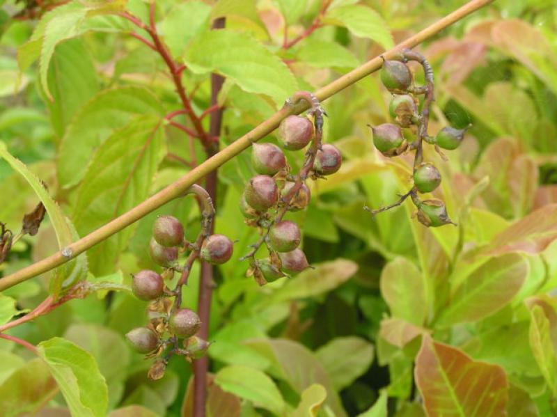 Schweifähre, Perlschweif - zart rotgefärbte Beeren