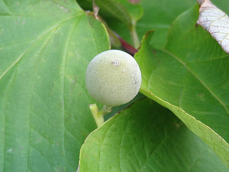 Storbladig storax, Styrax obassia