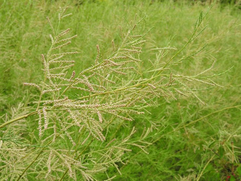 Tamarix ramosissima in Knospe