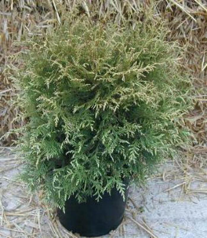 Thuja occidentalis Alba