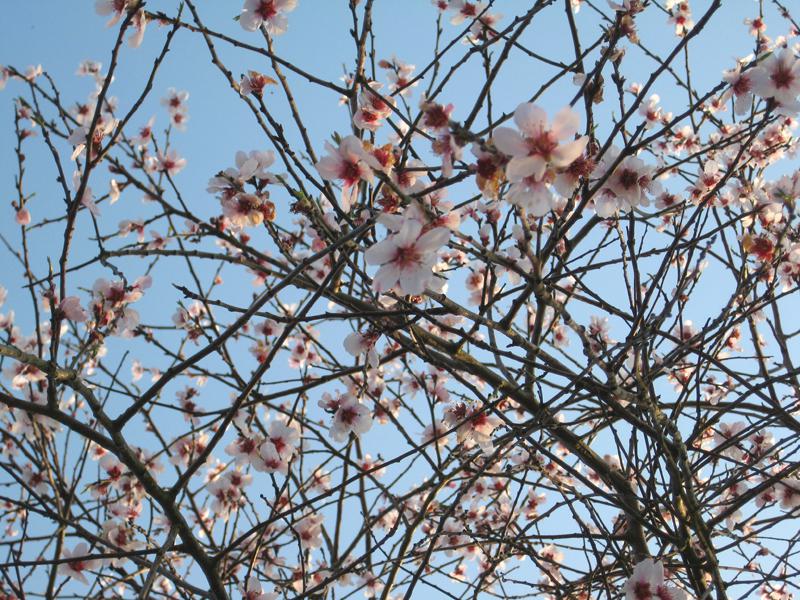 Zahlreiche rosa Mandelblüten