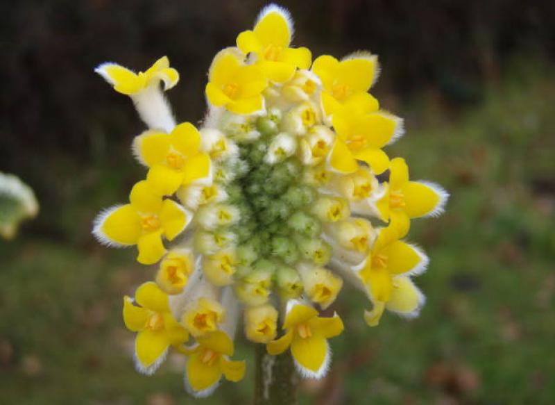 Die Mitsumata (Edgeworthia chrysantha) blüht schon im März.