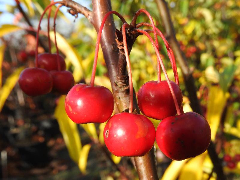 Die roten Früchte des Zierapfels Sugar Tyme