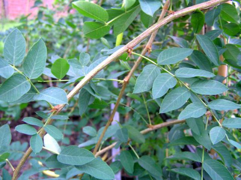 Triebe und Blätter von Caragana arborescens Pendula