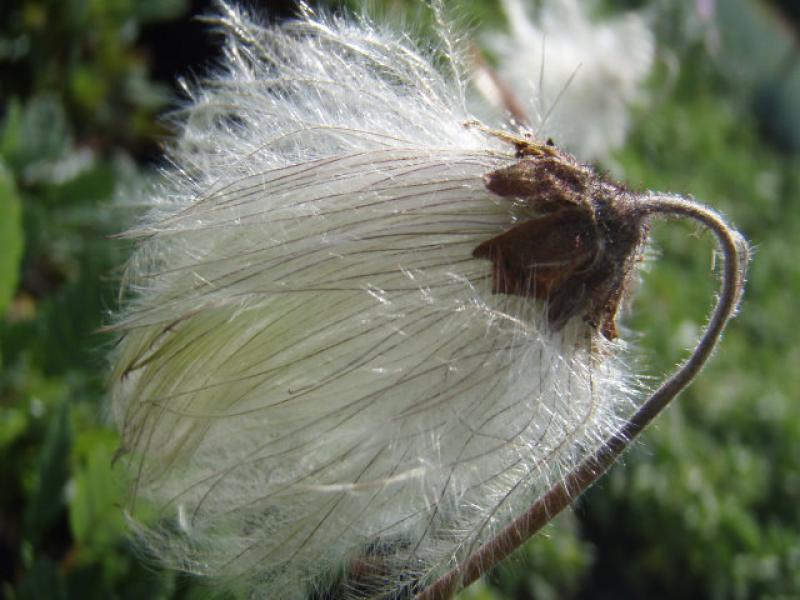 Dryas suendermannii