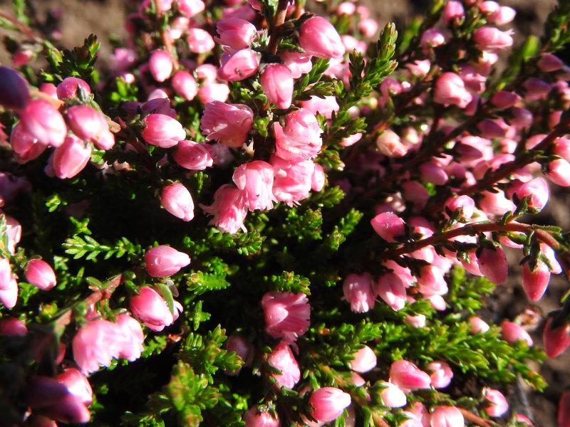 Sommerheide Jana, rosablühend