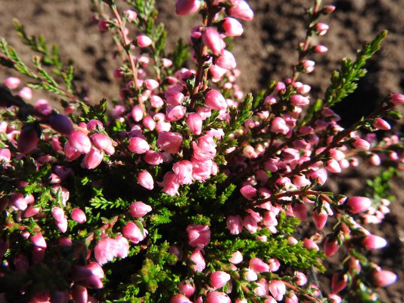 Calluna Jana, rosablühend