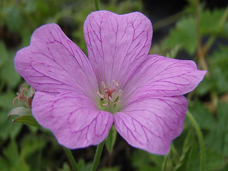 Geranium endressii mit schön gezeichneter Blüte