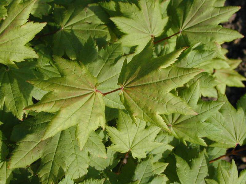 Vinlönn, Acer circinatum