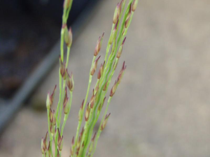 .Panicum virgatum Hänse Herms