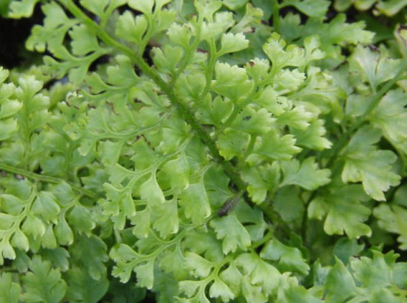 .Polystichum setiferum Proliferum