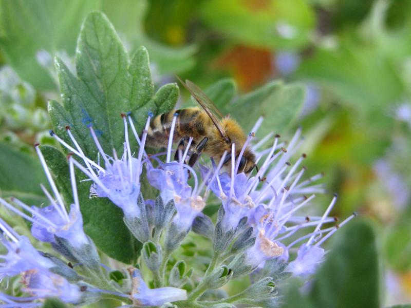 Eine Bienenweide im Spätsommer: die Graufilzige Bartblume