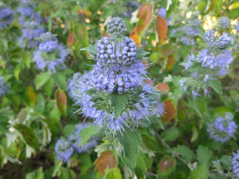 Blaue Blütenrispe der Graufilzigen Bartblume