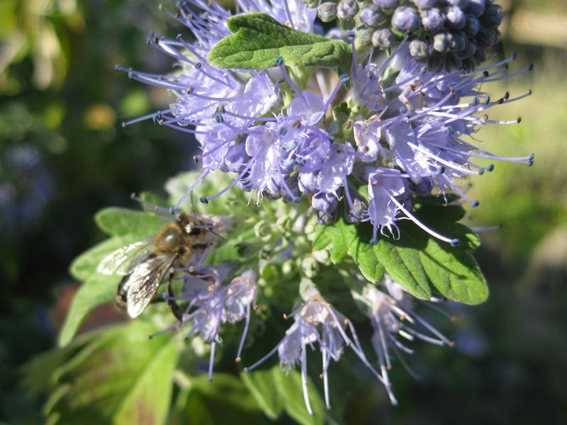 Graufilzige Bartblume als Bienenweide