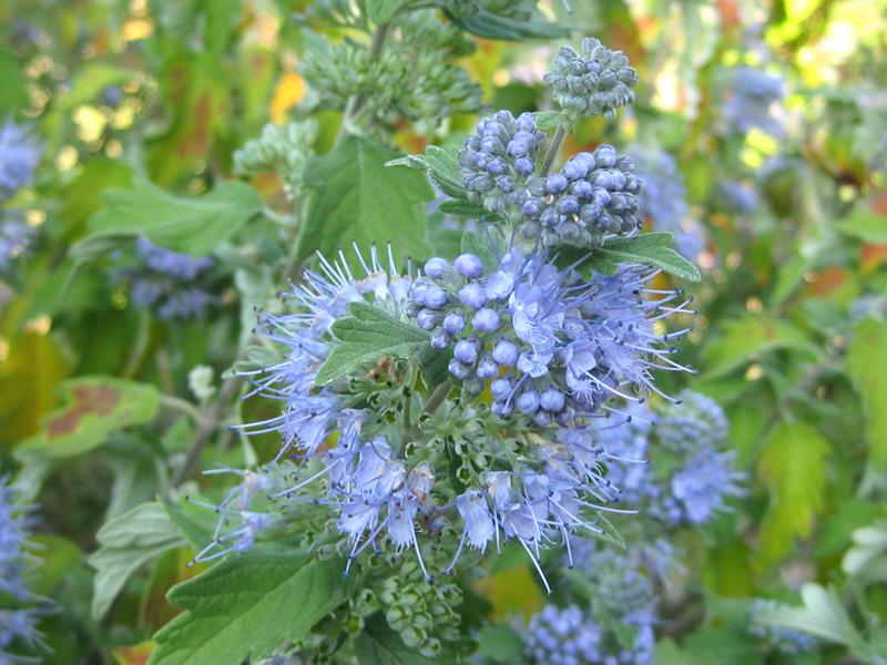 Hübsche blaue Blüten der Graufilzigen Bartblume