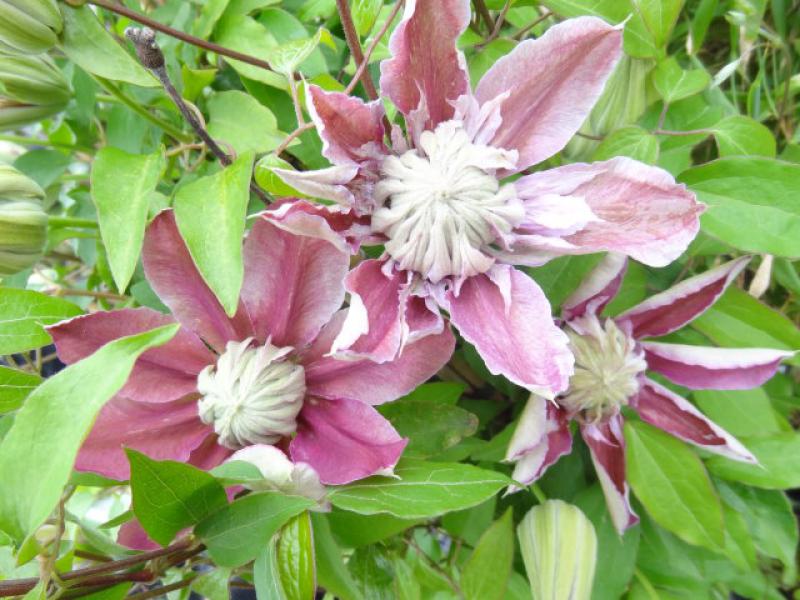 Die variable Blüte von Clematis Josephine