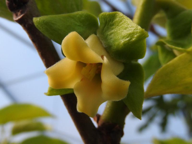 Die gelbe Blüte der Diospyros kaki Rosseyanka zeigt sich im Juni.