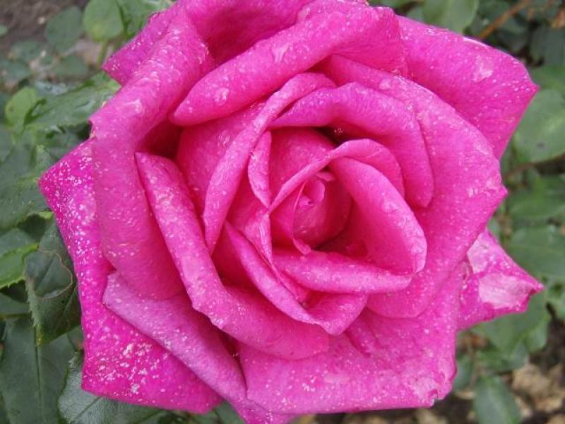 Die Rose Parole ® in der Blütezeit