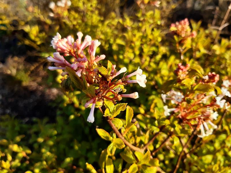 Dvärgkejsarolvon (Viburnum farreri Nanum)